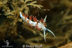 Flabellina perched on a piece of algae at Blue Heron Bridge. by Stacy Groff 